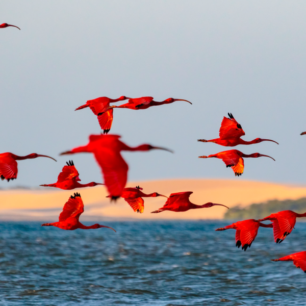 DELTA DO PARNAÍBA - PI (4 DIAS) - Imagem 2